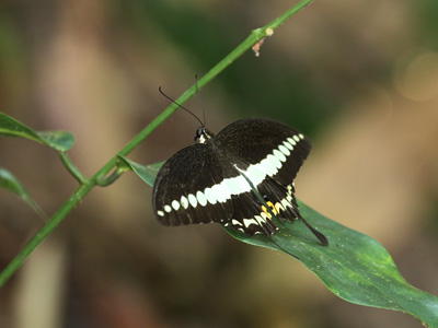 Papilio demolion demolion ♂