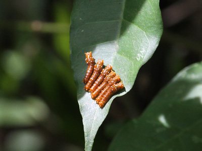 Papilio demolion demolion larvae