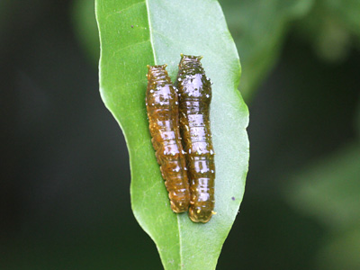 Papilio demolion demolion larvae