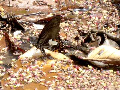 Papilio noblei ♂