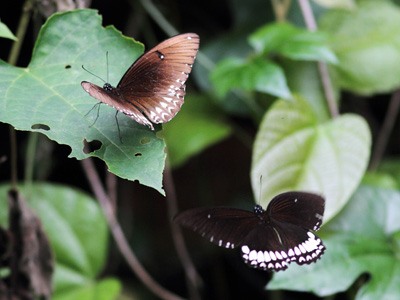 Papilio castor mahadeva ♀+♂