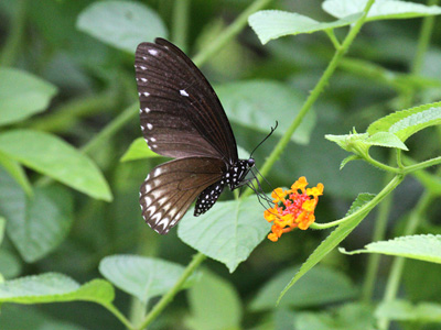 Papilio castor mahadeva ♀