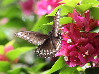 Papilio castor mahadeva ♀