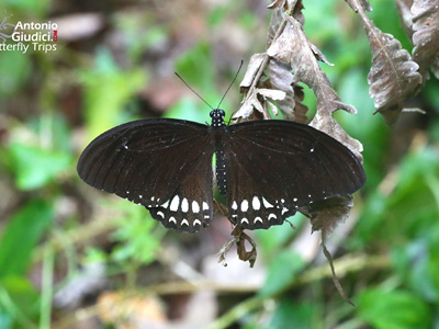 Papilio castor mahadeva ♂