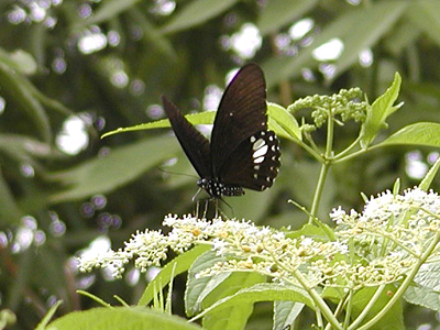 Papilio castor kanlanpanus ♂