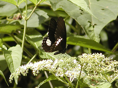 Papilio castor kanlanpanus ♂
