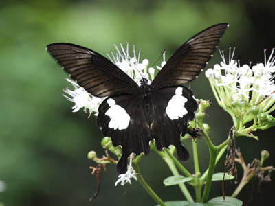 Papilio nephelus chaon ♀