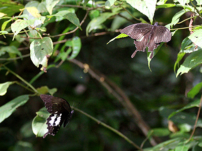 Papilio nephelus chaon ♂ and ♀