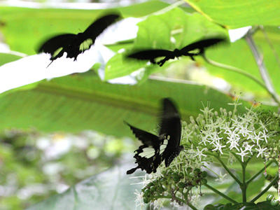 Papilio nephelus chaon ♀ and 2♂