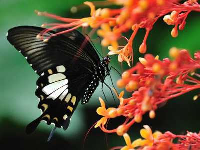 Papilio nephelus chaon ♀