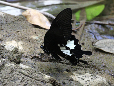 Papilio nephelus chaon ♂