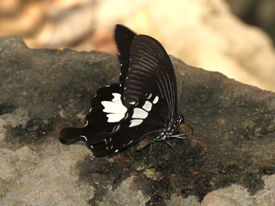 Papilio nephelus chaon ♂