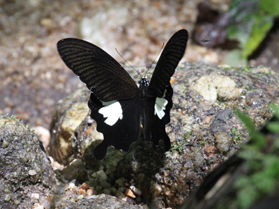 Papilio nephelus annulus ♂