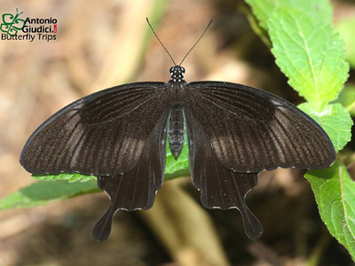 Papilio nephelus annulus ♀