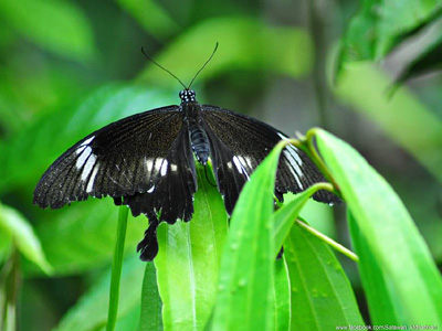 Papilio nephelus sunatus ♀