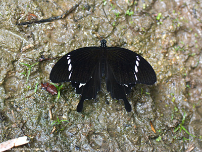 Papilio nephelus sunatus ♂