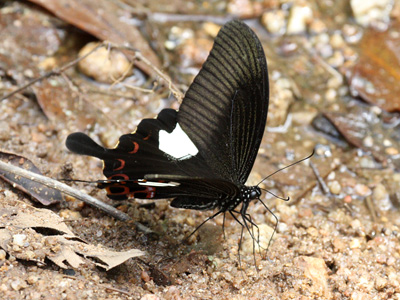 Papilio helenus helenus ♂