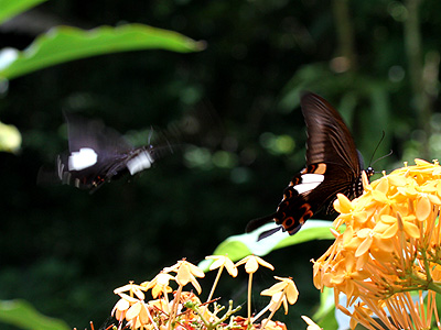 Papilio helenus helenus ♀ with ♂