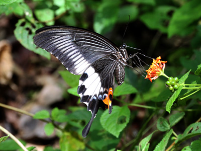 Papilio iswara iswara ♀
