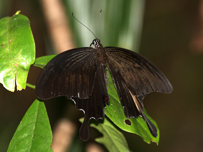 Papilio iswara iswara ♂
