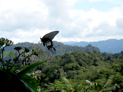 Papilio memnon agenor ♀