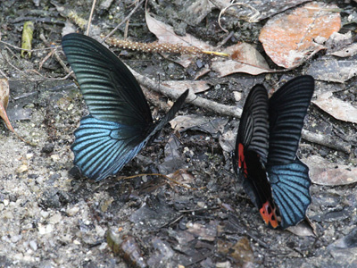 Papilio memnon agenor ♂