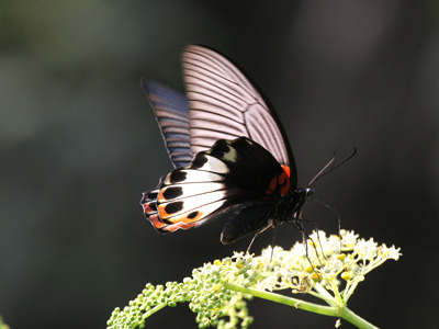 Papilio agenor agenor ♀