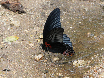 Papilio memnon agenor ♂