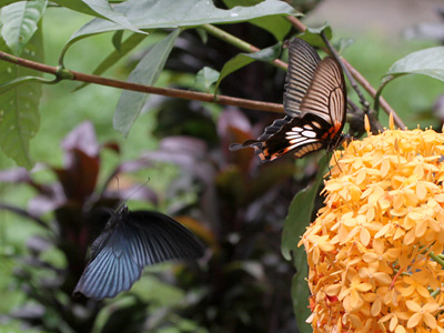 Papilio memnon agenor ♀ with ♂
