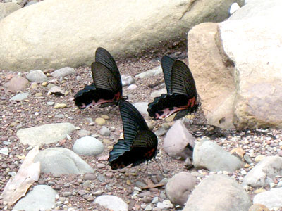 Papilio alcmenor alcmenor ♂