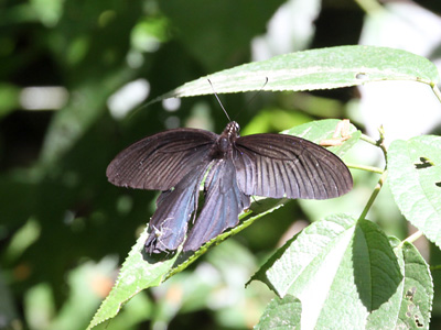 Papilio alcmenor alcmenor ♂