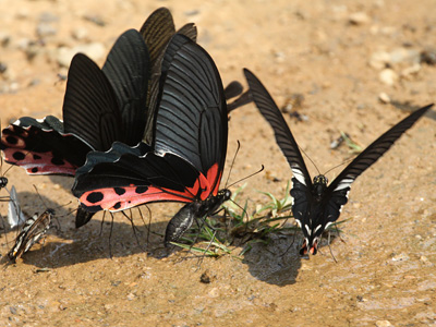 Papilio alcmenor publilius ♂