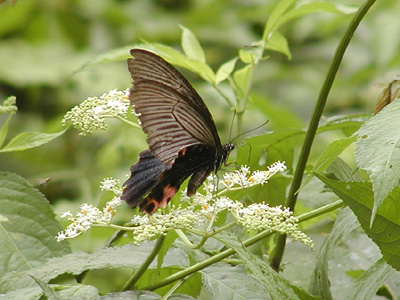 Papilio protenor protenor ♀