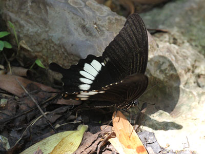 Papilio prexaspes pitmani ♂