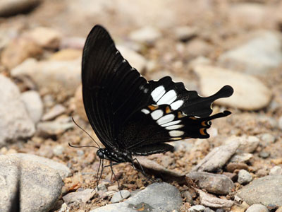 Papilio prexaspes pitmani ♂