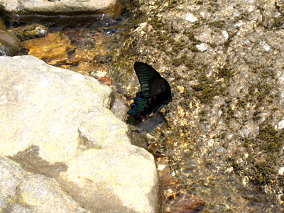 Papilio dialis doddsi ♂