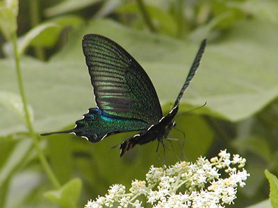 Papilio bianor triumphator ♂