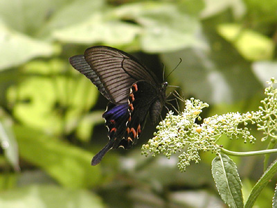 Papilio bianor triumphator ♀