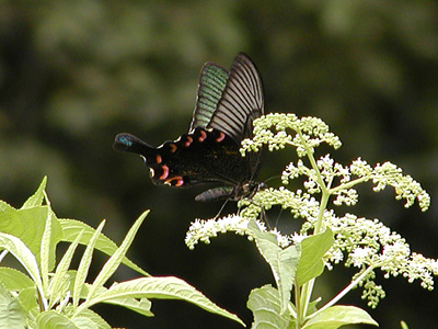 Papilio bianor triumphator ♂