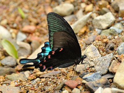 Papilio bianor pinratanai ♂