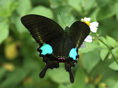 Papilio paris paris ♀