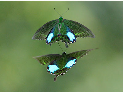 Papilio paris paris ♂