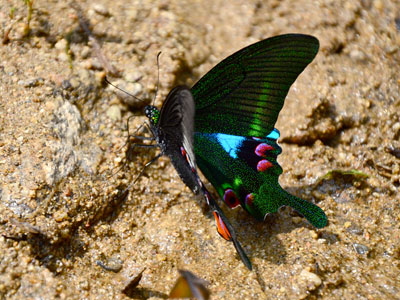 Papilio arcturus arcturus ♂