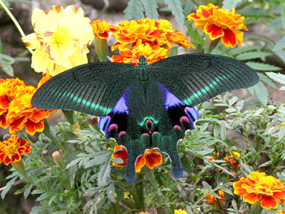 Papilio arcturus arcturus ♀