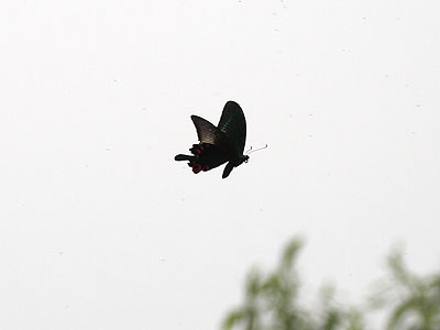 Papilio arcturus arcturus ♂