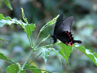 Papilio arcturus arcturus ♀