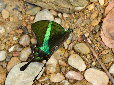 Papilio palinurus palinurus ♂