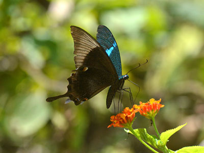 Papilio palinurus palinurus ♂