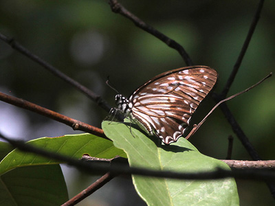Graphium macareus burmensis ♀