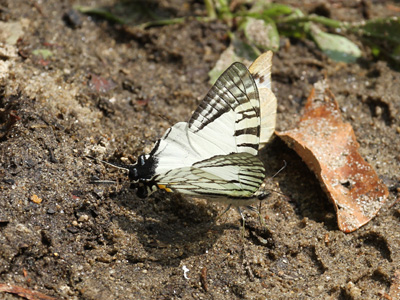 Graphium eurous inthanon ♂